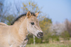 Konik Foal portrait