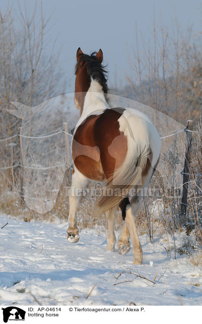 trabender Lewitzer / trotting horse / AP-04614