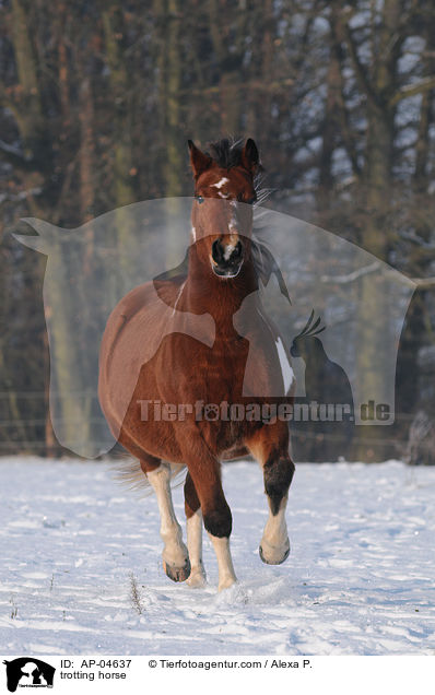 trabender Lewitzer / trotting horse / AP-04637