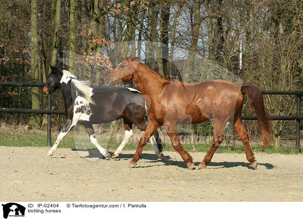 trotting horses / IP-02404