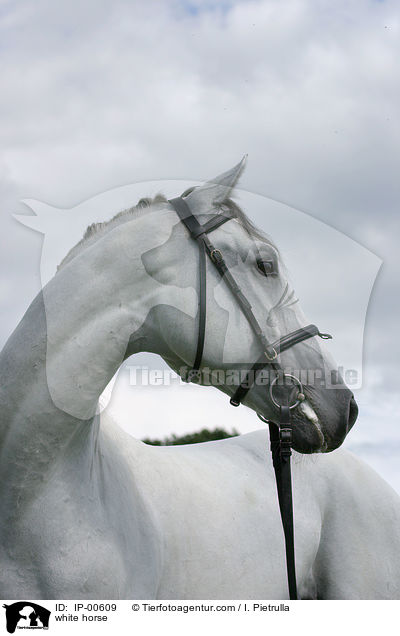 Portrait eines Lipizzaners / white horse / IP-00609