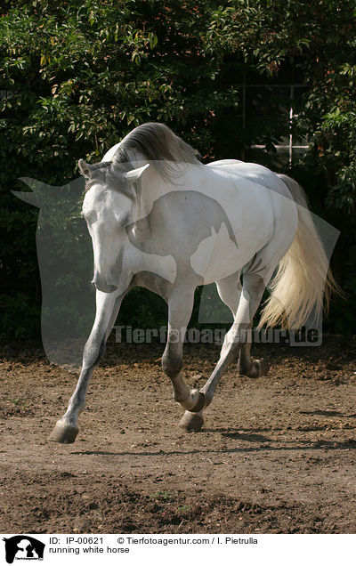 Lipizzaner in Bewegung / running white horse / IP-00621