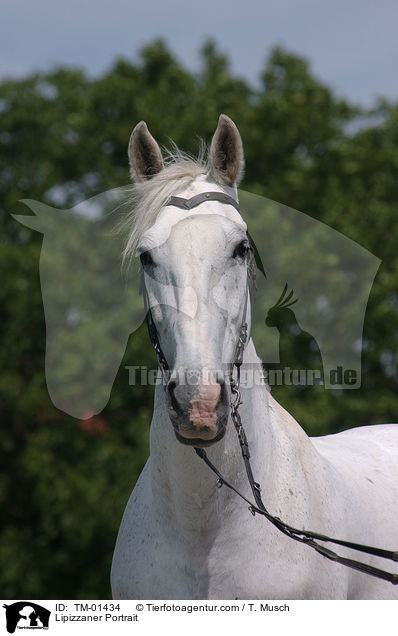 Lipizzaner Portrait / TM-01434