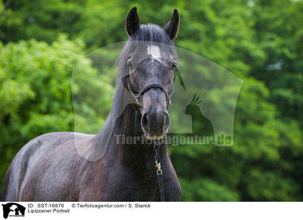 Lipizzaner Portrait / Lipizzaner Portrait / SST-16876