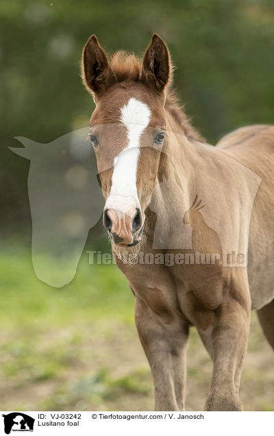 Lusitano foal / VJ-03242