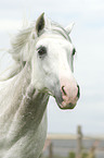 Lusitano Portrait