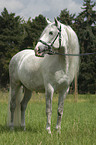 Lusitano