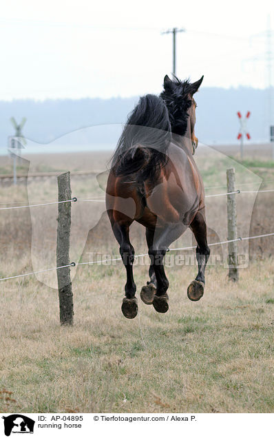 running horse / AP-04895