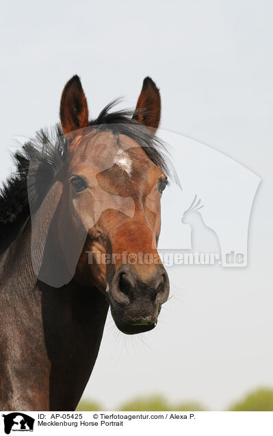 Mecklenburg Horse Portrait / AP-05425
