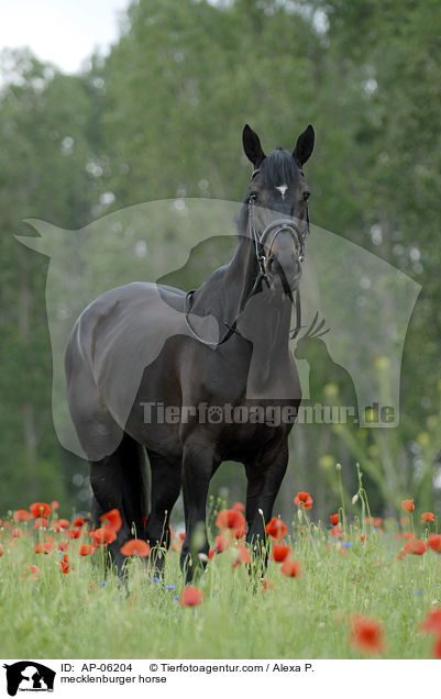 mecklenburger horse / AP-06204