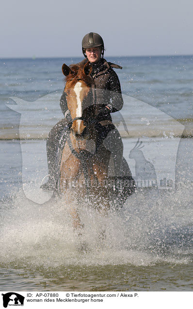 woman rides Mecklenburger horse / AP-07880