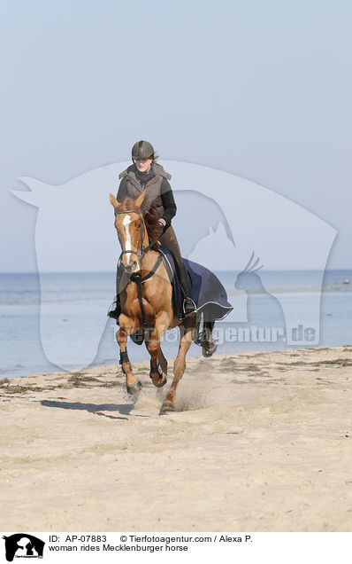 woman rides Mecklenburger horse / AP-07883