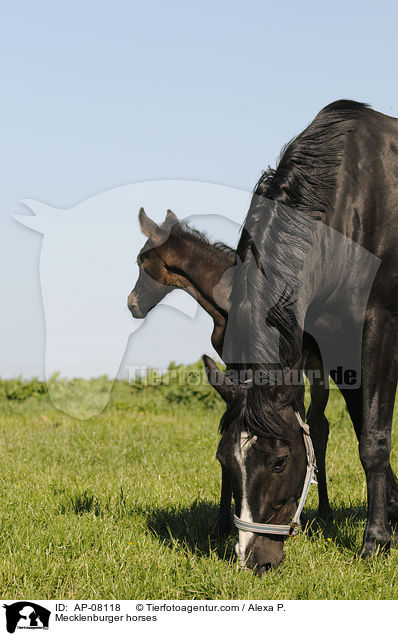 Mecklenburger horses / AP-08118