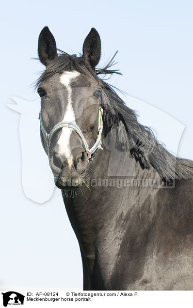 Mecklenburger horse portrait / AP-08124