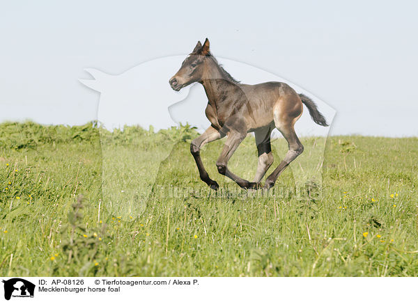 Mecklenburger horse foal / AP-08126