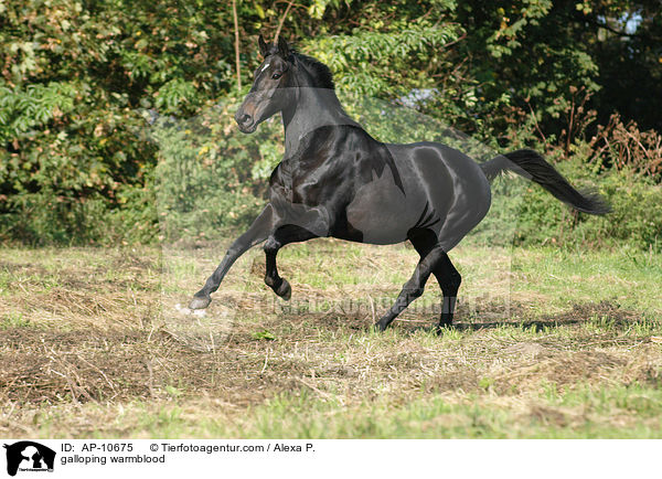 galloping warmblood / AP-10675