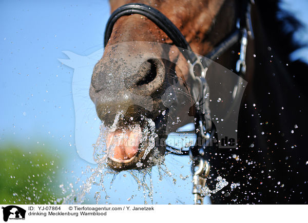 drinking Mecklenburg Warmblood / YJ-07864