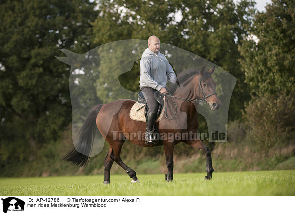 man rides Mecklenburg Warmblood / AP-12786