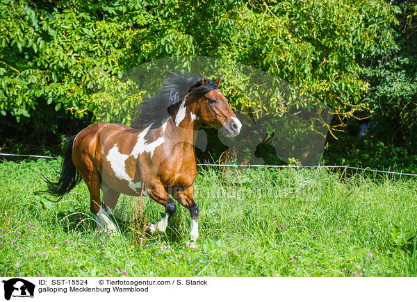 galloping Mecklenburg Warmblood / SST-15524