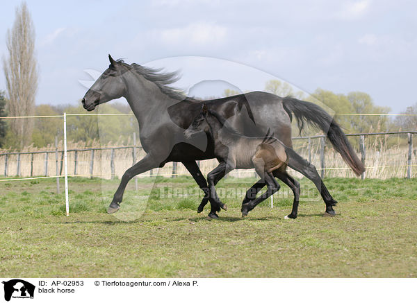 Menorquinisches Pferd / black horse / AP-02953
