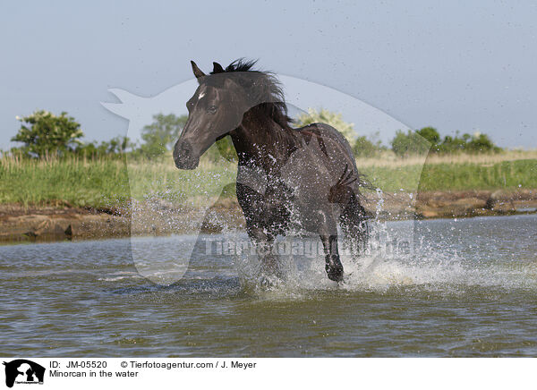 Menorquiner im Wasser / Minorcan in the water / JM-05520