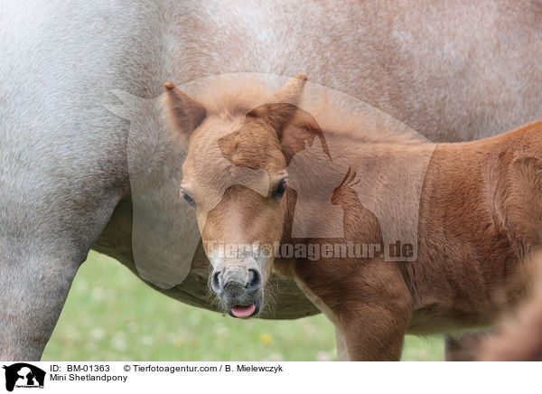 Mini Shetlandpony / BM-01363