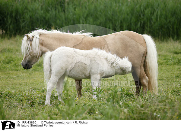 Miniature Shetland Ponies / RR-43896
