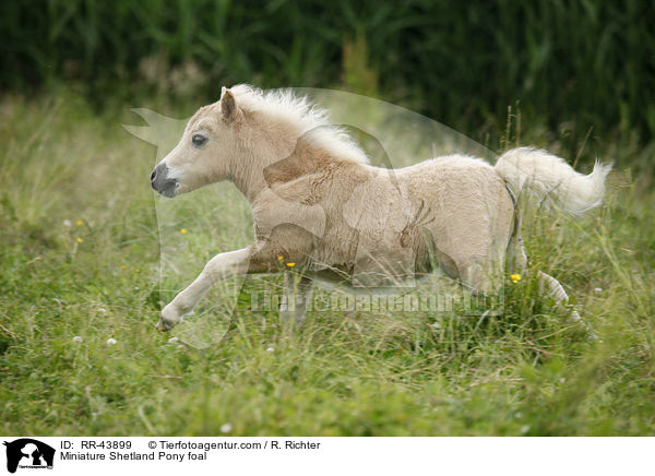 Miniature Shetland Pony foal / RR-43899