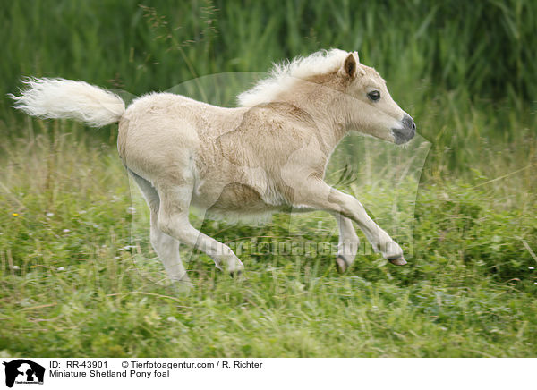 Miniature Shetland Pony foal / RR-43901