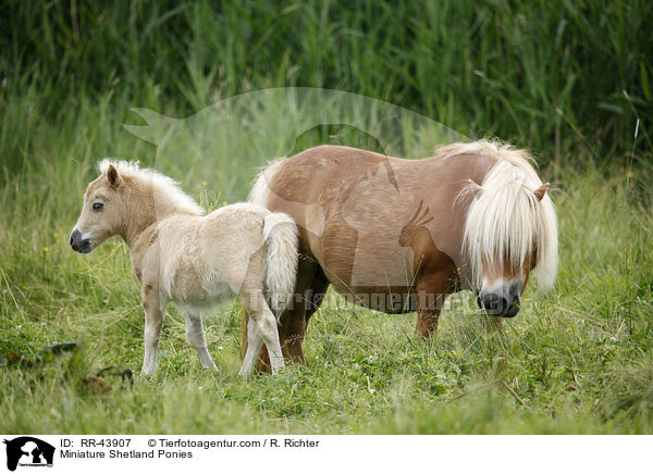 Miniature Shetland Ponies / RR-43907
