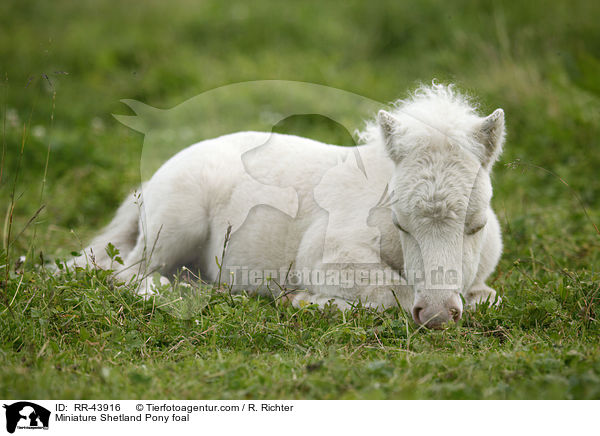 Miniature Shetland Pony foal / RR-43916