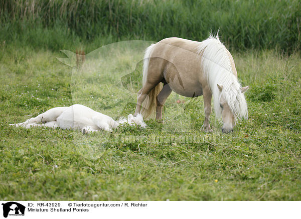 Miniature Shetland Ponies / RR-43929