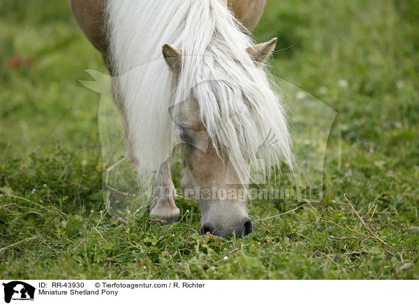 Miniature Shetland Pony / RR-43930