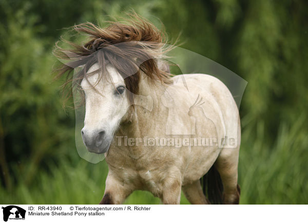 Miniature Shetland Pony stallion / RR-43940