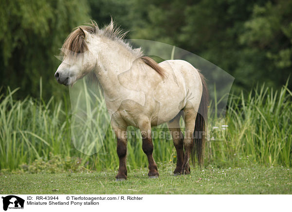 Miniature Shetland Pony stallion / RR-43944