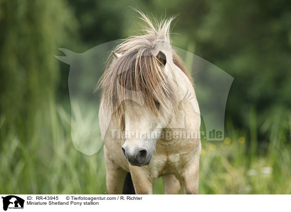 Miniature Shetland Pony stallion / RR-43945