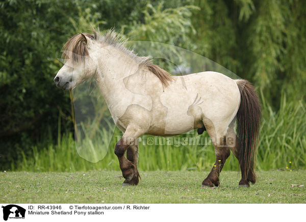 Miniature Shetland Pony stallion / RR-43946