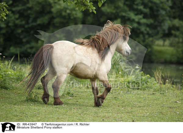 Miniature Shetland Pony stallion / RR-43947