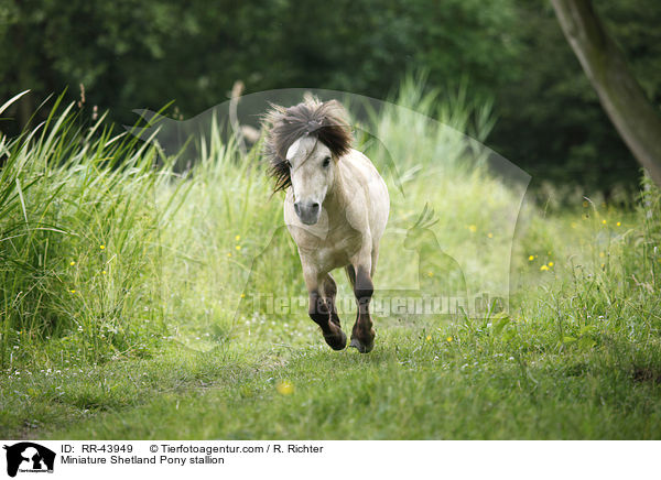 Miniature Shetland Pony stallion / RR-43949