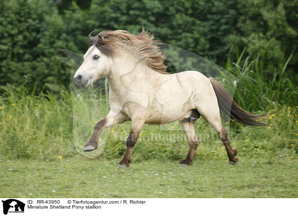 Miniature Shetland Pony stallion / RR-43950