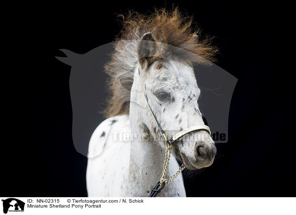 Miniature Shetland Pony Portrait / NN-02315