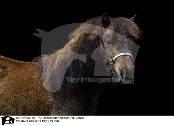 Miniature Shetland Pony Portrait / NN-02316