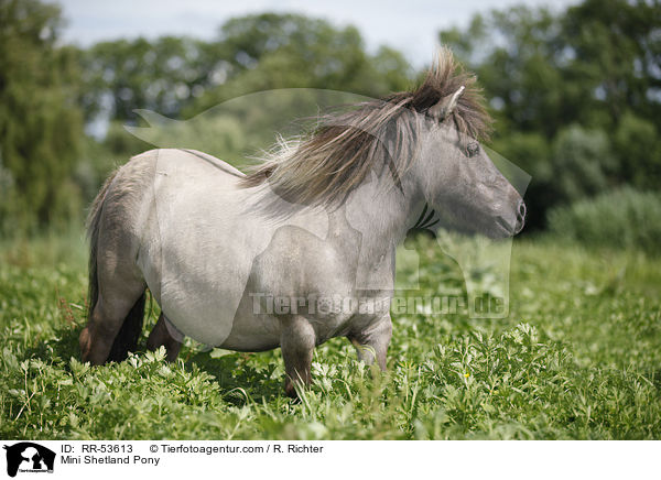 Mini Shetland Pony / RR-53613