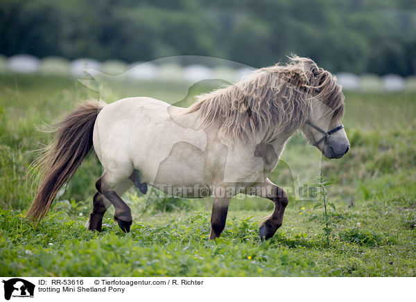 trotting Mini Shetland Pony / RR-53616