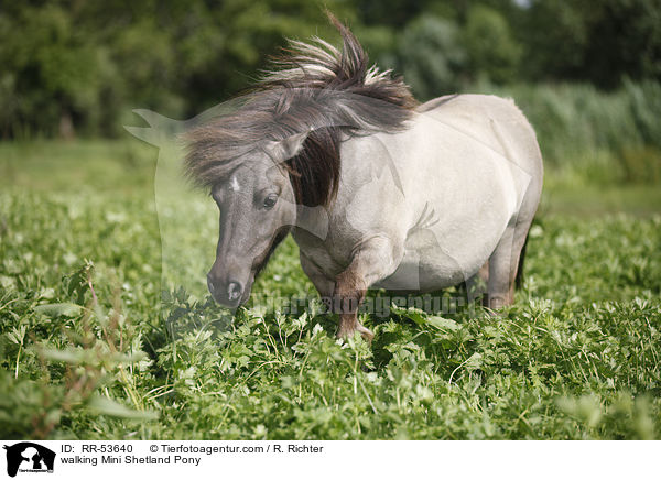 laufendes Mini Shetland Pony / walking Mini Shetland Pony / RR-53640