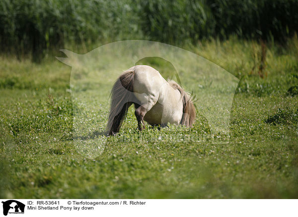 Mini Shetland Pony legt sich hin / Mini Shetland Pony lay down / RR-53641