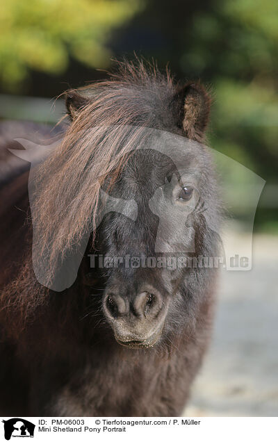 Mini Shetland Pony Portrait / PM-06003
