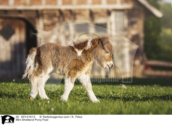 Mini Shetland Pony Foal / KFI-01613