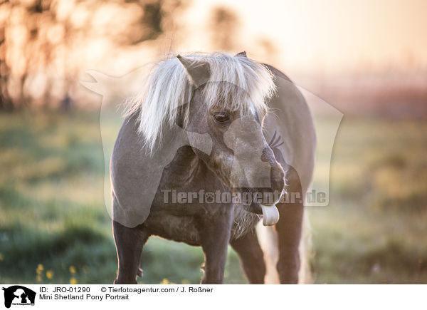 Mini Shetland Pony Portrait / JRO-01290