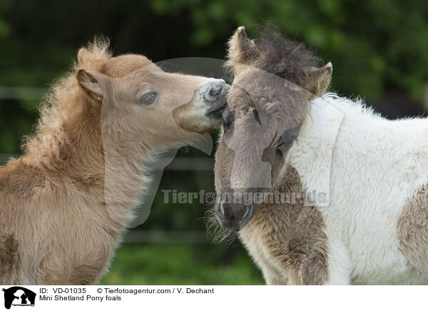 Mini Shetlandpony Fohlen / Mini Shetland Pony foals / VD-01035